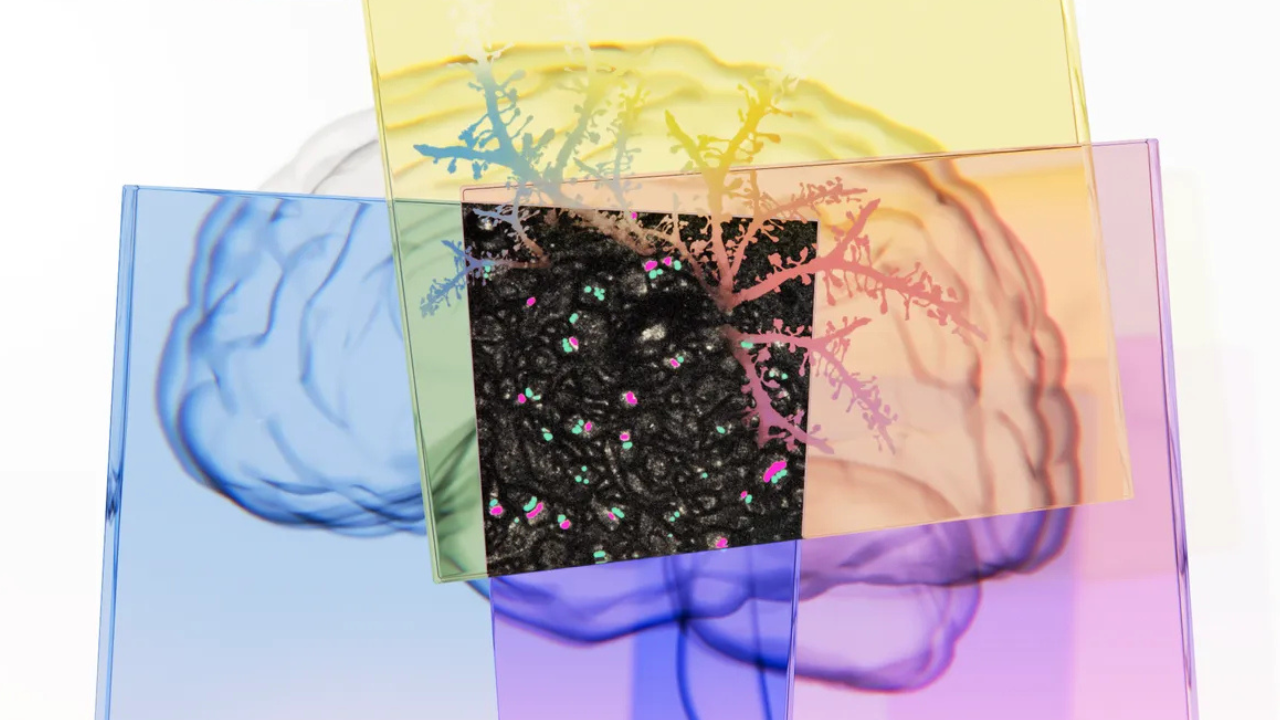 How is Google, in collaboration with ISTA, using AI innovations to map the brain?