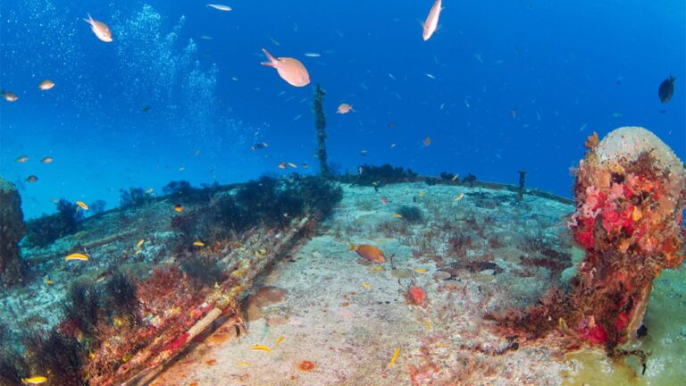 ITU launches International Advisory Body for submarine cable resilience, Sec Telecom to represent India