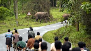 AI, Drones and Smart Maps: Parliament Panel Pushes Tech-Driven Plan to Reduce Human-Wildlife Conflict