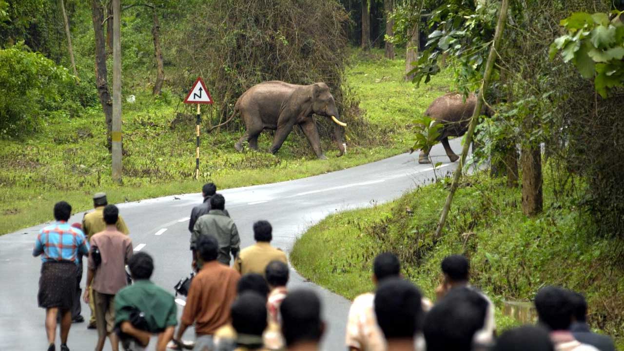 AI-powered drones, smart maps and predictive analytics could help forest officials track wildlife movement and reduce human-wildlife conflict across India.